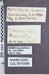 Etikette zu Paracalais macleayi (NHMW-ZOO-COL-0010569)